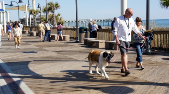 Where You Can And Can T Take Fido In Myrtle Beach Breakers Myrtle Beach Resort