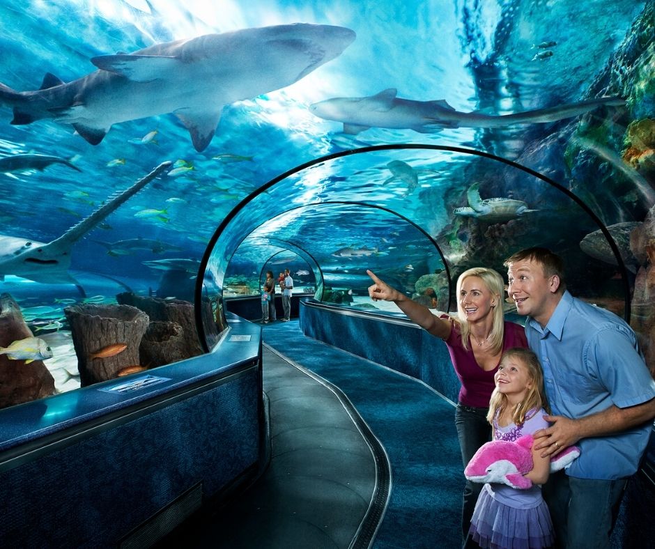 Family looking at shark and fish tank at Ripleys Aquarium