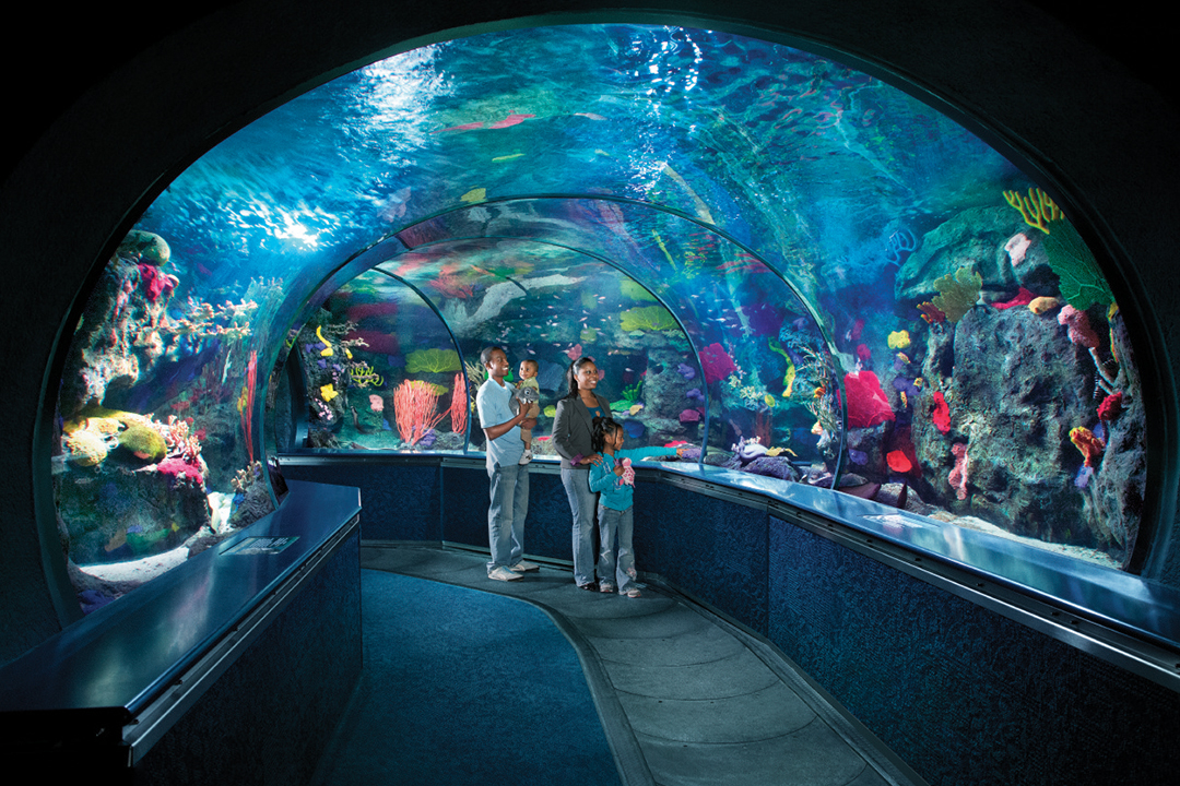 Family in Ripley's Aquarium tunnel looking up at sharks