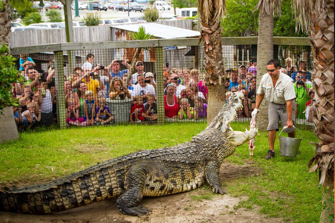 Man feeding an Alligator at Alligator Adventure