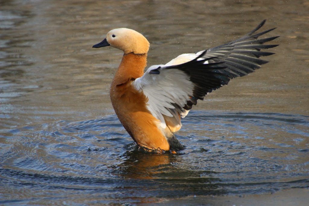 ruddy duck in the water