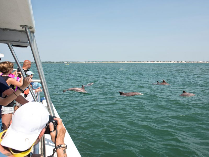 Boat in the ocean dolphin watching