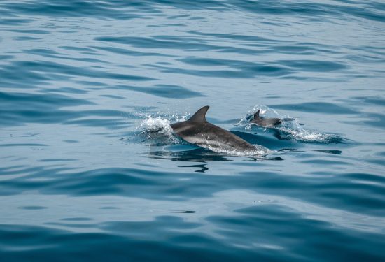 dolphin tour