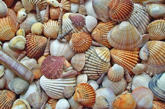 Seashells laying on the ground