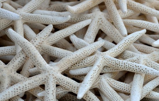 pile of starfish